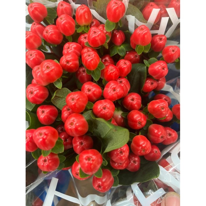 FLOR, HYPERICUM COCO TANGO 70cm. x10 tig vermell