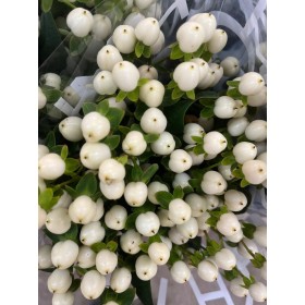 FLOR, HYPERICUM COCO UNO 60cm. x10 tig  blanc
