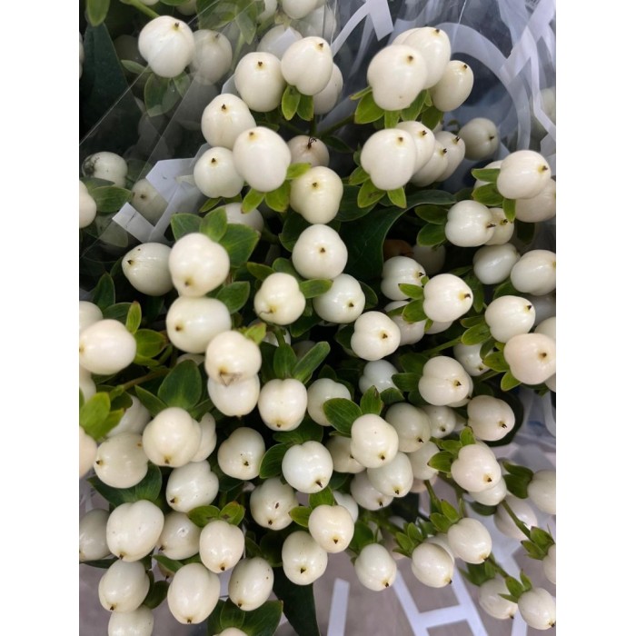 FLOR, HYPERICUM COCO UNO 60cm. x10 tig  blanc