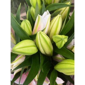 FLOR, LILIUM ORIENTAL ROSA 100cm. x10 EXTRA