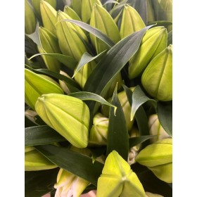 FLOR, LILIUM ORIENTAL BLANC 100cm. x10 EXTRA