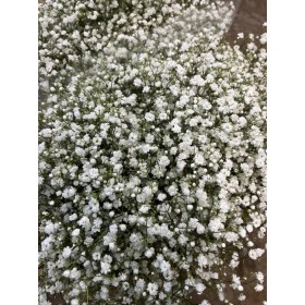 FLOR, PANICULATA EQUADOR (EXCELENT) 750gr.