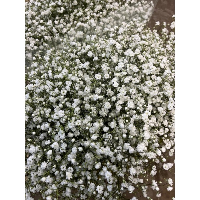 FLOR, PANICULATA EQUADOR (EXCELENT) 750gr.