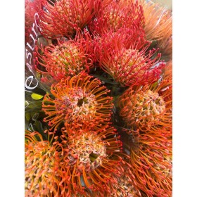 FLOR, NUTAN MIX 40/50cm x5 tiges