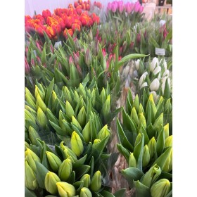FLOR, TULIPA EXTRA (paquet x10)