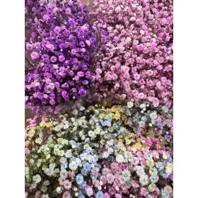 FLOR, PANICULATA PINTADA  750 grams.