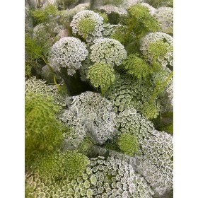 FLOR, AMMI MAJUS x5 tiges.