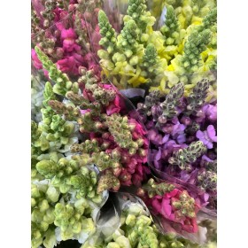 FLOR, ANTIRRINUM paq.x10 tiges.