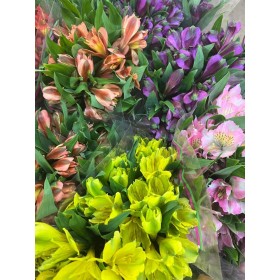 FLOR, ALSTROEMERIA paq. x10 tg.
