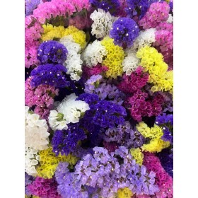 FLOR, STATICE MONOCOLOR/MIX paq.x5 tiges.