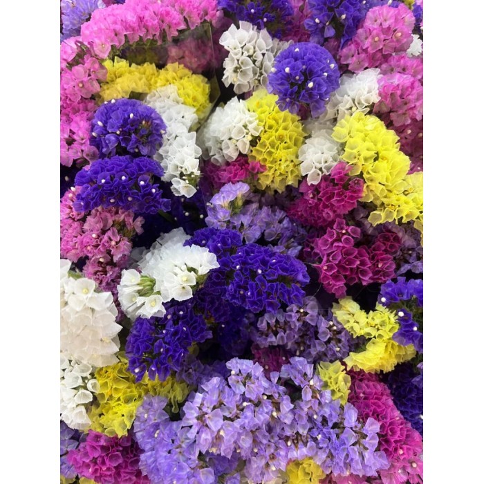 FLOR, STATICE MONOCOLOR/MIX paq.x5 tiges.