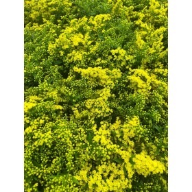 FLOR, SOLIDAGO paq. x25 tiges.