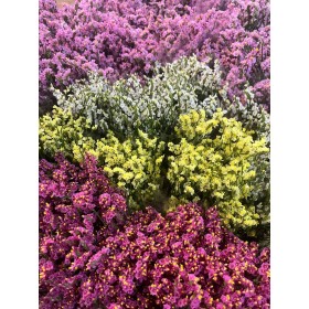 FLOR, LIMONIUM COLORS paq. x5 tiges.
