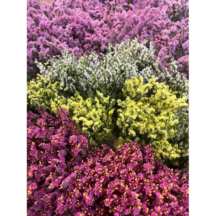 FLOR, LIMONIUM COLORS paq. x5 tiges.