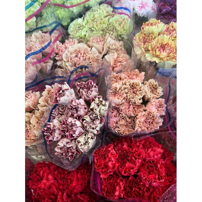 FLOR, CLAVELL COLOMBIA FANCY(paq x20)