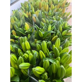 FLOR, LILIUM L.A. MIX (paq. x 10)