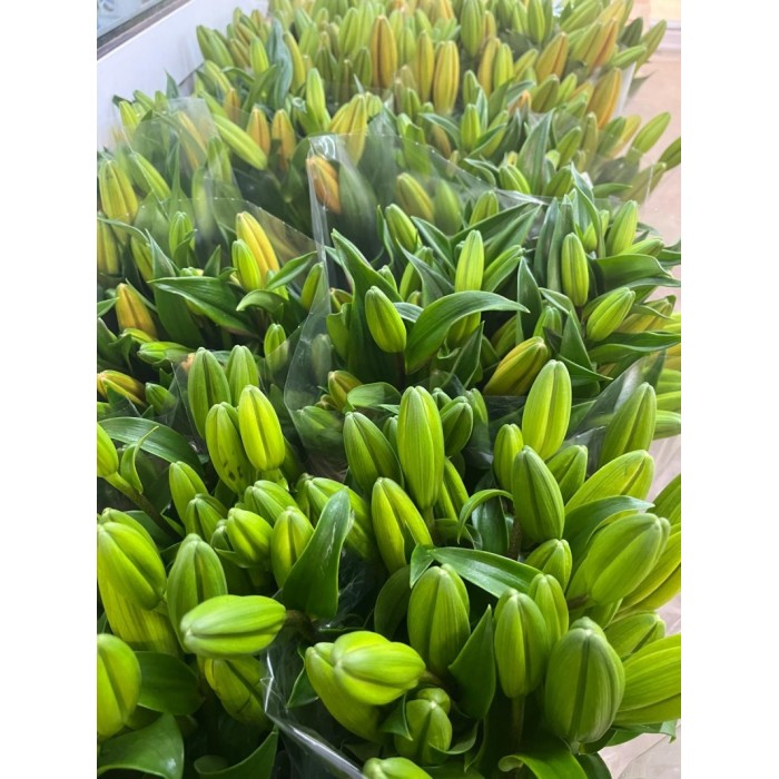 FLOR, LILIUM L.A. MIX (paq. x 10)