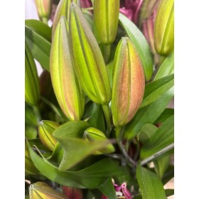 FLOR, LILIUM ORIENTAL ROSA 100cm (paq. x 10)