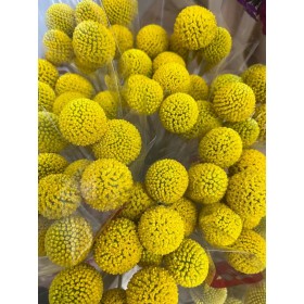 FLOR, CRASPEDIA 70cm. paq.x 10 tiges,extra.