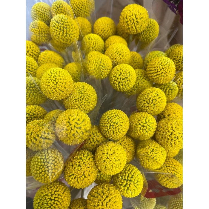 FLOR, CRASPEDIA 70cm. paq.x 10 tiges,extra.