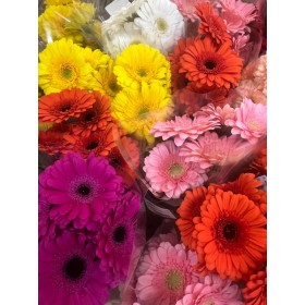 FLOR, GERBERA pom x10 totes les varietats
