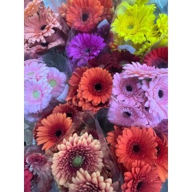 FLOR, GERMINI  PAQUET x10 MIX COLORS