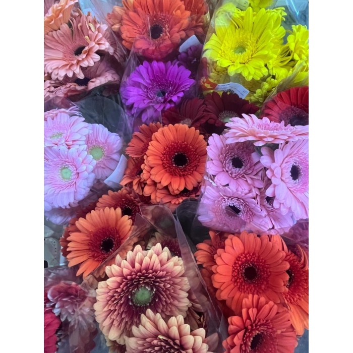 FLOR, GERMINI  PAQUET x10 MIX COLORS