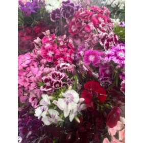 FLOR, CLAVELL POETA paq.x10