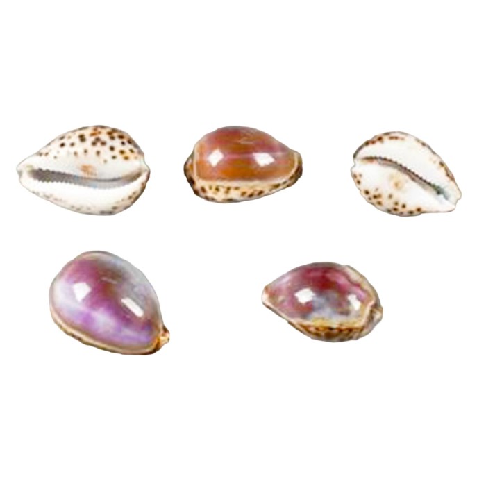 MAR, Cyprea tigris 10pc Purple