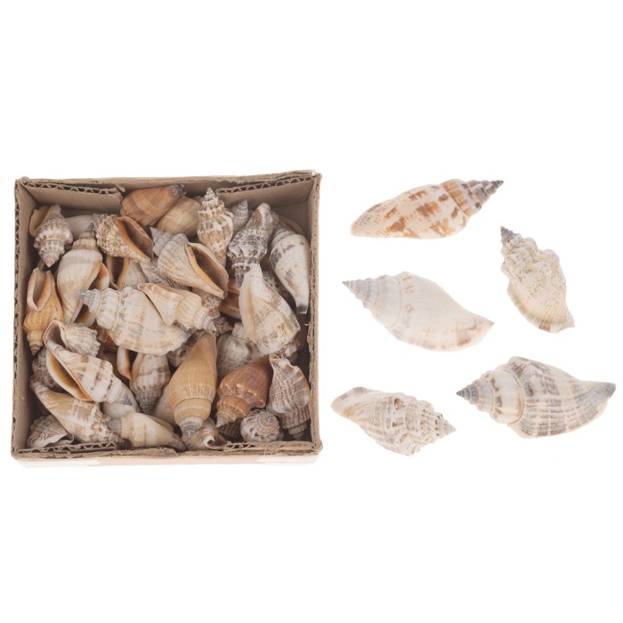 CARGOL MAR Aninikad 200gr 12x12x6cm Natural