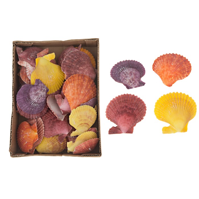 PETXINA Pecten nobilis 630gr in box 15x20x6cm MIX