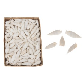 CARGOL MAR BLANC Cerethium Vertagus 1220gr 15x20x