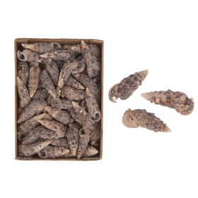 CARGOL MAR NEGRA Cerethium Aloco 930gr 15x20x6cm