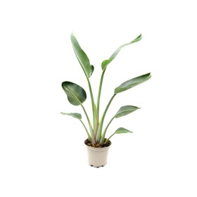 STRELITZIA AUGUSTA M28