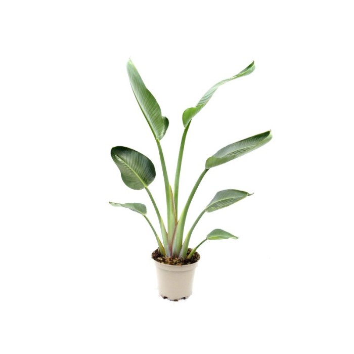 STRELITZIA AUGUSTA M28