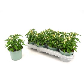 CAPSICUM ANNUUM MERIDA M13