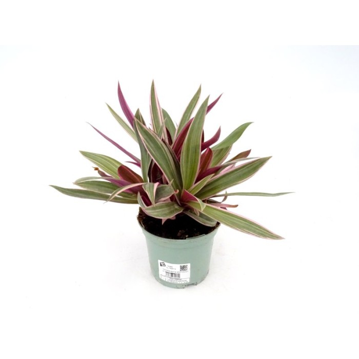 TRADESCANTIA SPATHACEA M13 BICOLOR