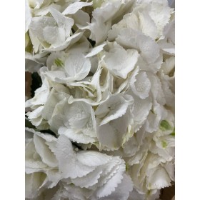 FLOR, HORTENSIA BLANCA 60CM  x5 tiges.