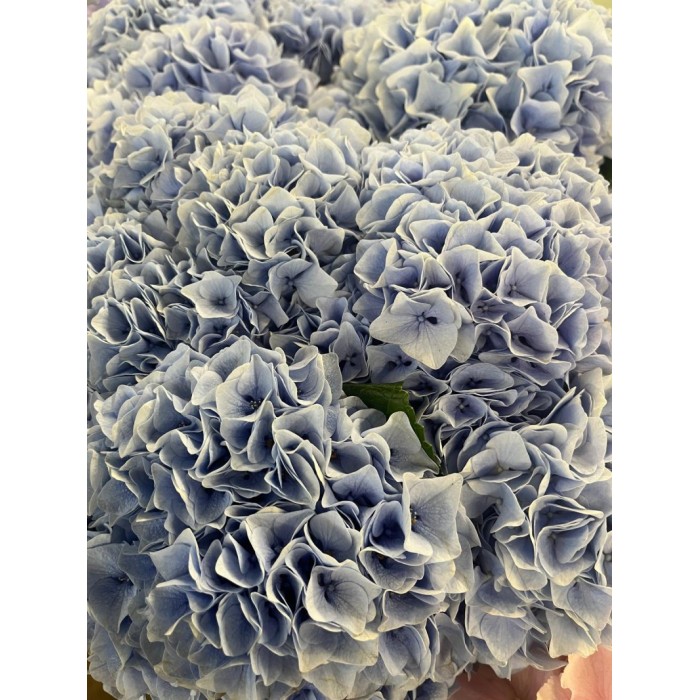 FLOR, HORTENSIA BLAVA 60CM  x5 tiges.