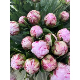 FLOR, PAEONIA ROSA x5 tiges