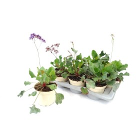 LIMONIUM SALT LAKE M17