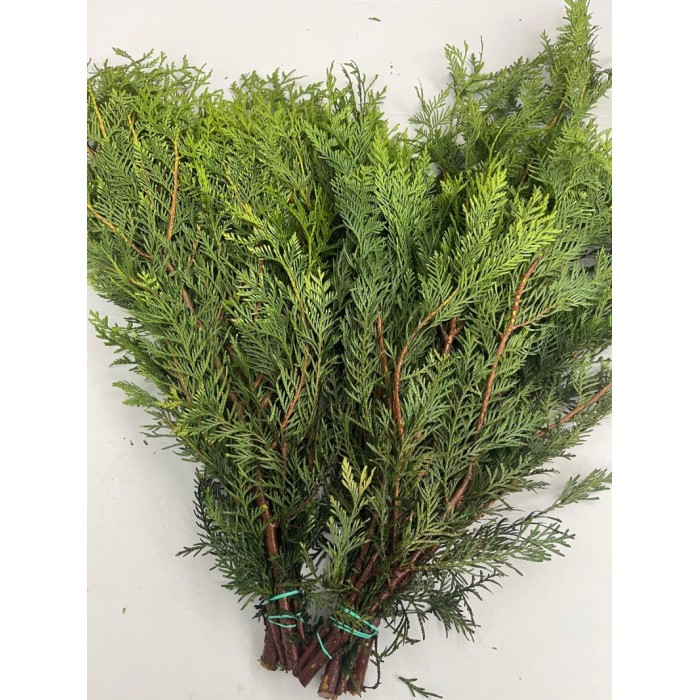 VERDS, THUYA PAQ. 50CM NACIONAL