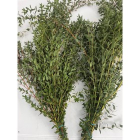 VERDS, EUCALIPTO PARVIFOLIA