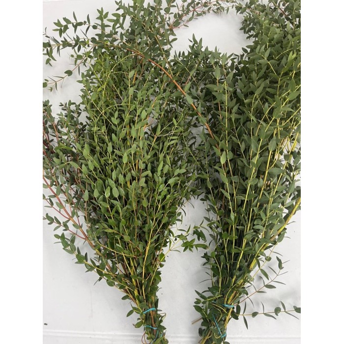 VERDS, EUCALIPTO PARVIFOLIA