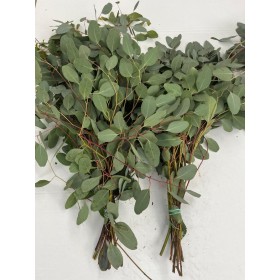 VERDS, EUCALIPTO POPULUS