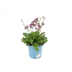 LIMONIUM SALT LAKE 5L