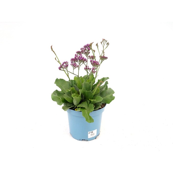 LIMONIUM SALT LAKE 5L