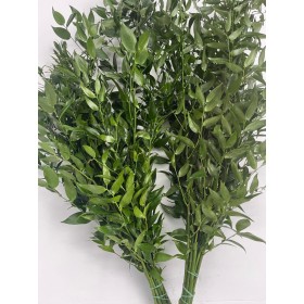 VERDS, RUSKUS ACELATUS 70cm