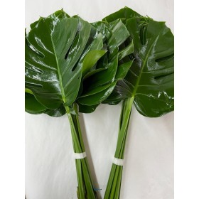 VERDS, MONSTERA MITJANA 35cm paq.x10