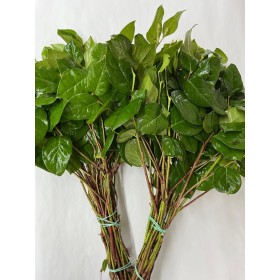 VERDS, SALAL FERN TIPS IMPORT